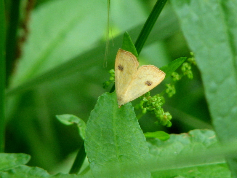 Noctuidae - Rivula sericealis